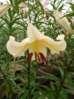 [3155 Alfieri World B No102.JPG]